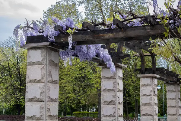 Salkımla kaplı parkta bir kemer.