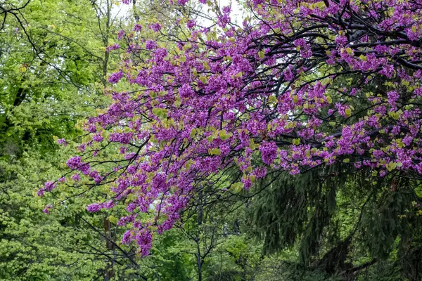 Bahçede açan pembe çiçekler, Yahuda ağacı.