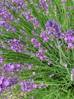 Güzel botanik fotoğrafı, doğal duvar kağıdı.