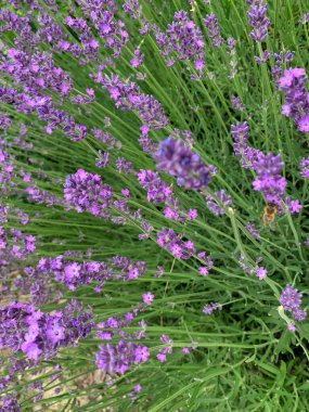 Bahçedeki güzel lavanta çiçekleri