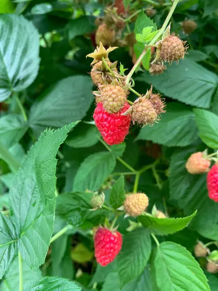Yaz bahçesinde olgun ahududulara yakın.