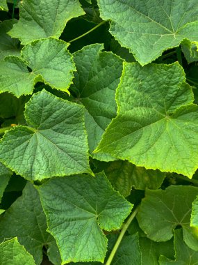 Yeşil yaprak dokusu. Yaklaş, salatalık.