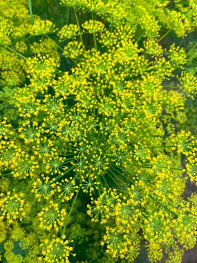 Bahçedeki güzel çiçekler, dereotu çiçekleri.