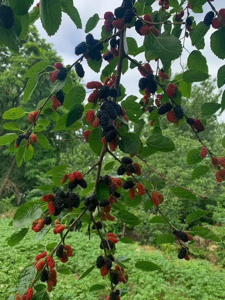 Ağaçta kırmızı ve siyah dut.