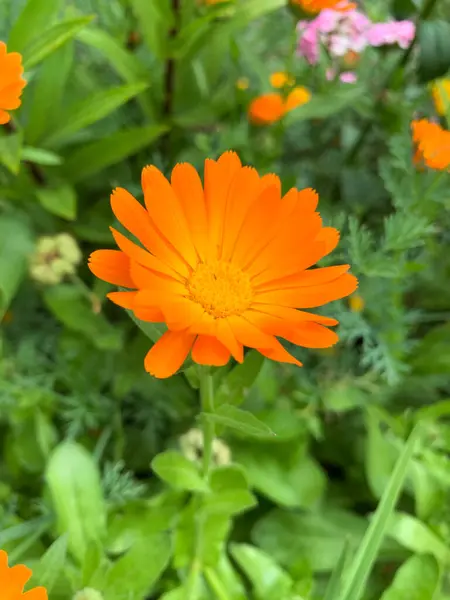 Bahçede güzel çiçekler, kadife çiçekleri, Calendula