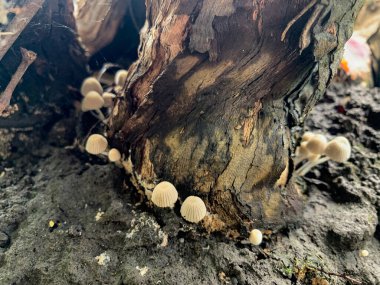 Ormandaki ağaç gövdesindeki mantarlar.