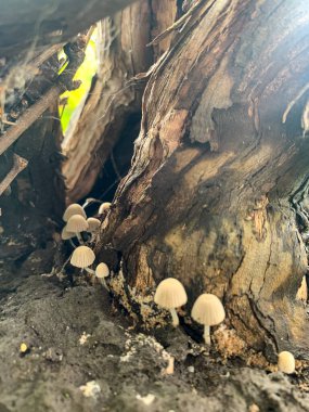 Bir mantarın yakın plan çekimi.