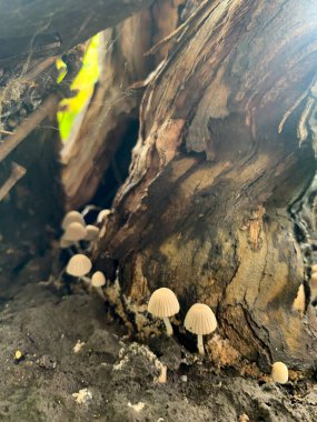 Minyatür mantarlı ağaç gövdesine yakın plan.