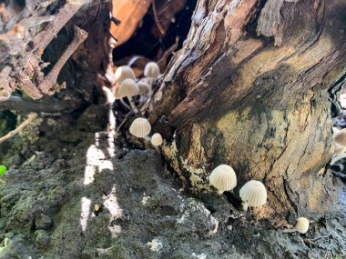 yakın çekim - küçük beyaz mantarlı bir ağacın fotoğrafı