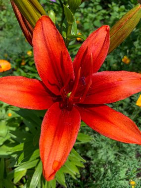 Bahçedeki kırmızı zambak çiçeği