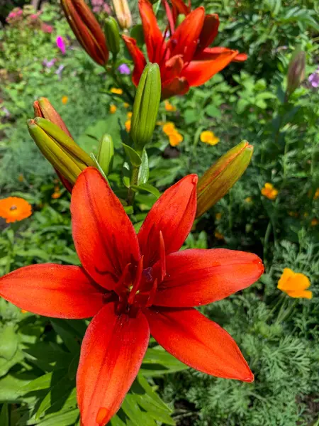 Bahçedeki güzel kırmızı çiçek