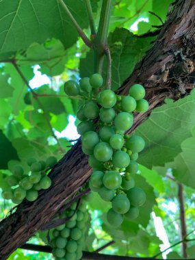 Yapraklı yeşil üzümler.