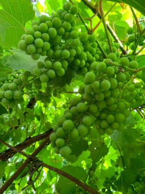 Sarmaşıkta yeşil üzümler