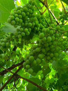 Dalında yapraklar olan bir demet yeşil üzüm. Kapat..