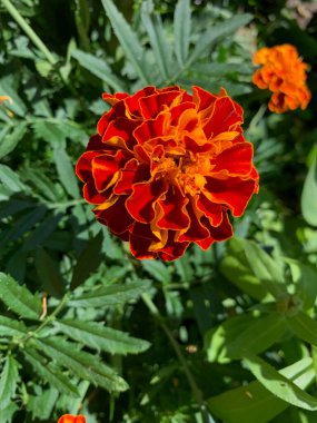 Bahçedeki kırmızı çiçek, kadife çiçeği