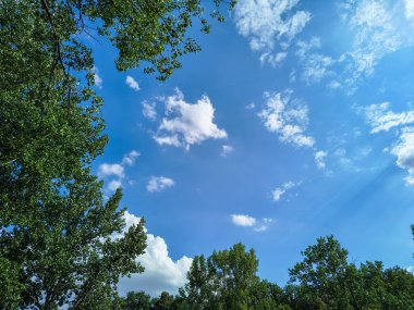 Ormanın güzel manzarası