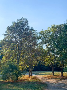 Bir parkın dikey çekimi, ortasında ağaçlar, sonbaharın başı.