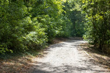 Ormandaki toprak yol