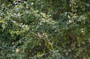 Ormandaki küçük bir kuş.