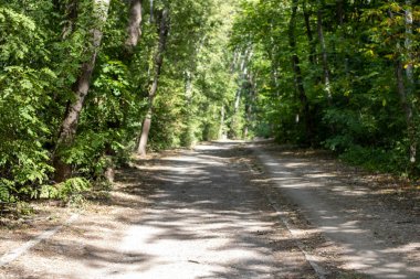 Yazın, güneşli bir günde, ormanda yol.