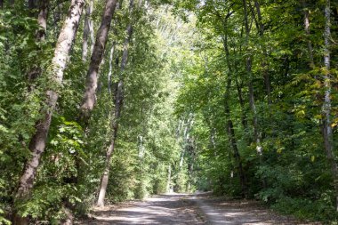 Yolun yukarısında yeşil ağaçlar ve ormanda bir sürü gölge var..