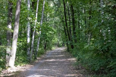 Sabah güzel bir orman