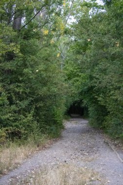 Ormandaki ağaçların dikey görüntüsü, ağaçların tüneli, ormandaki yol.