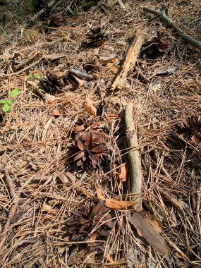 Yere çam iğneleri, koniler, sonbahar