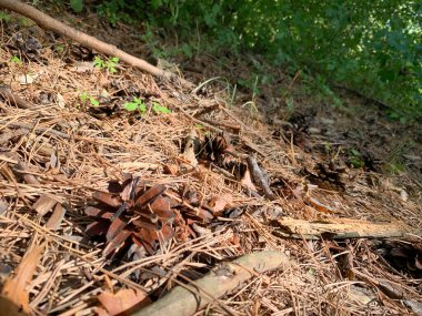 çam kozalağı ormanda