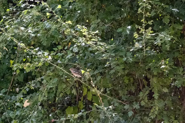 Ormandaki küçük bir kuş.