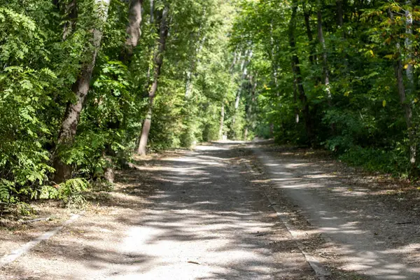 Yazın, güneşli bir günde, ormanda yol.