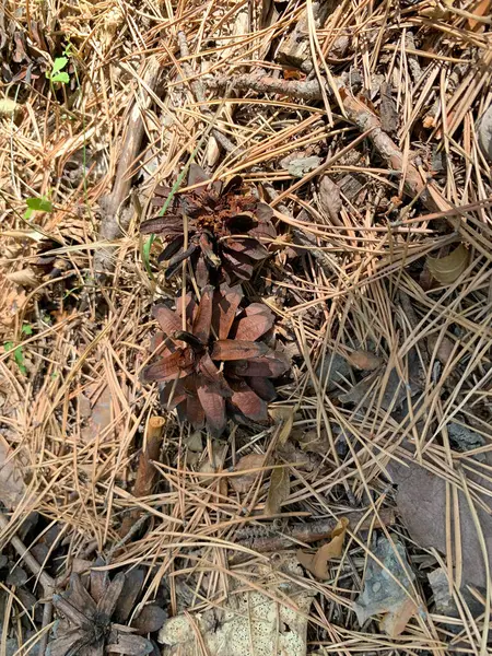 Ormanda çam iğneleri