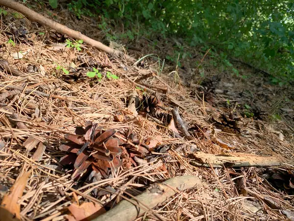 çam kozalağı ormanda