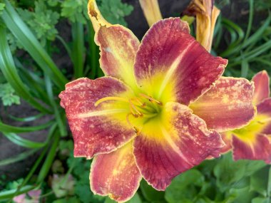 beautiful flowers in the garden, daylily, lilies