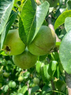 Close-up of green pears in the garden