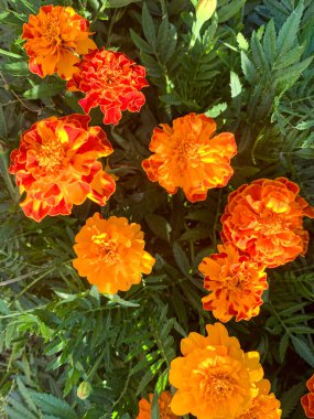 Bahçedeki portakal çiçekleri, kadife çiçekleri