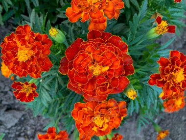 marigold flower in garden. close up