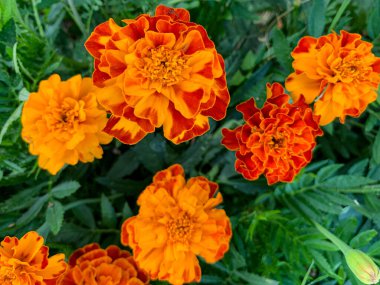 bright orange marigold flower in a garden
