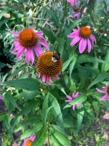 bumblebee on a flower, echinacea