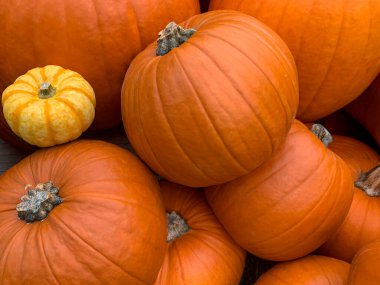 Piyasadaki balkabakları, yüksek kaliteli fotoğraf.