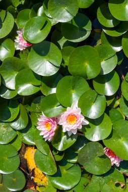Yumuşak pembe bir nilüfer yeşillik denizinden çıkar, dinginliği ve doğal güzelliği sembolize eder. Sağlık, çevre dostu tasarımlar ve botanik görseller için ideal..