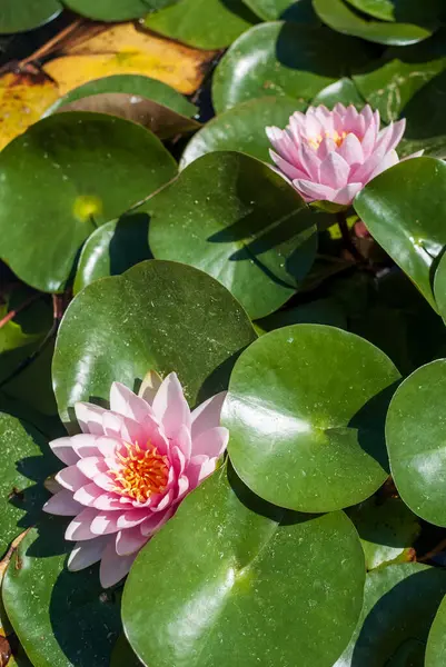 Yumuşak pembe bir nilüfer yeşillik denizinden çıkar, dinginliği ve doğal güzelliği sembolize eder. Sağlık, çevre dostu tasarımlar ve botanik görseller için ideal..
