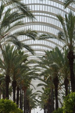 Valencias LUmbracle serasında, fütürist beyaz kemerlerin altında simetrik sıra sıra palmiye ağaçları. Tropikal doğa ve geometrik şehir tasarımının çarpıcı bir birleşimi.