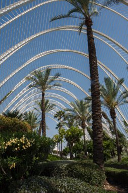 İspanya 'nın Valencia kentindeki LUmbracle serasında fütürist beyaz kemerler tarafından çerçevelenmiş palmiye ağaçları ve yemyeşil. Açık mavi gökyüzü altında modern tasarım ve doğanın mükemmel bir karışımı..