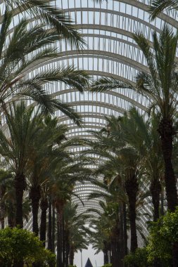 Valencias LUmbracle serasında, fütürist beyaz kemerlerin altında simetrik sıra sıra palmiye ağaçları. Tropikal doğa ve geometrik şehir tasarımının çarpıcı bir birleşimi.