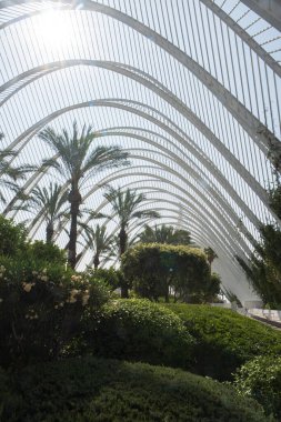 Valencias LUmbracle serasında, fütürist beyaz kemerlerin altında simetrik sıra sıra palmiye ağaçları. Tropikal doğa ve geometrik şehir tasarımının çarpıcı bir birleşimi.