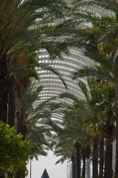 Valencias LUmbracle serasında, fütürist beyaz kemerlerin altında simetrik sıra sıra palmiye ağaçları. Tropikal doğa ve geometrik şehir tasarımının çarpıcı bir birleşimi.