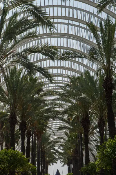 Valencias LUmbracle serasında, fütürist beyaz kemerlerin altında simetrik sıra sıra palmiye ağaçları. Tropikal doğa ve geometrik şehir tasarımının çarpıcı bir birleşimi.
