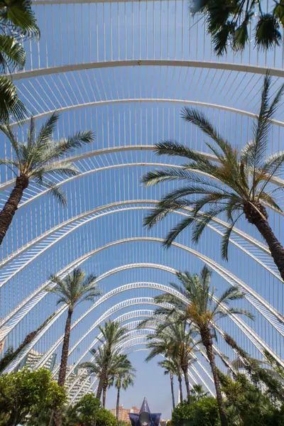 İspanya 'nın Valencia kentindeki LUmbracle serasında fütürist beyaz kemerler tarafından çerçevelenmiş palmiye ağaçları ve yemyeşil. Açık mavi gökyüzü altında modern tasarım ve doğanın mükemmel bir karışımı..