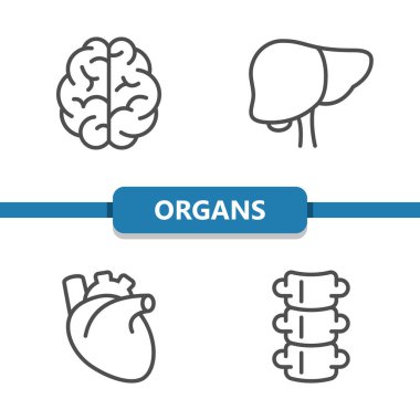 İç Organ Simgeleri. Sağlık hizmetleri, sağlık hizmetleri, tıbbi vektör simgesi